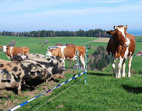 Weil Auslauf ein Grundbedürfnis ist