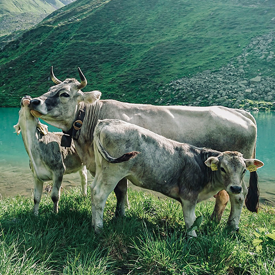 Möchtest du lieber unser Crowdfunding unterstützen?