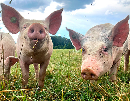 Die Auslauf-Initiative bringt Transparenz und Fairness