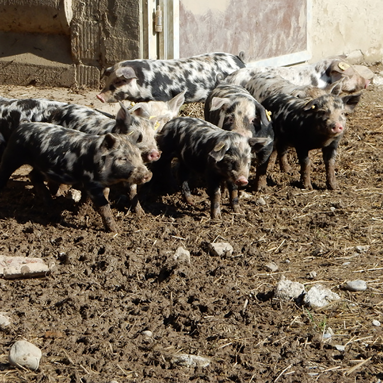 Neue Volksinitiative fordert Auslauf für alle Tiere