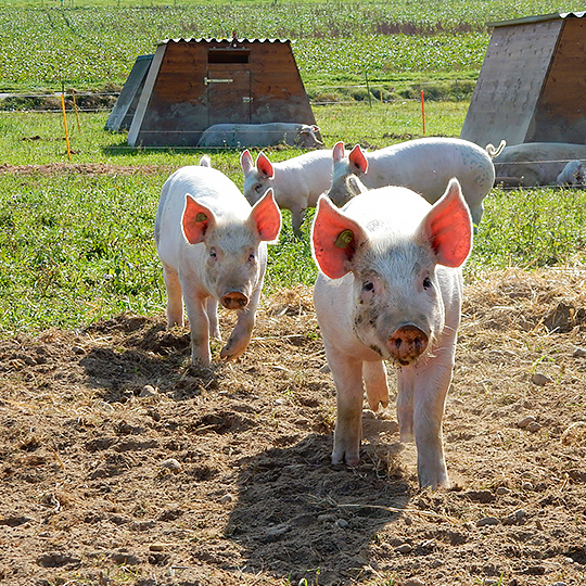 Unterschriften zusichern